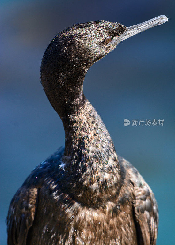 远洋鸬鹚(Phalacrocorax pelagicus)肖像